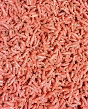MAGGOTS, REDS, WHITES, BRONZE, MIXED, FLUORO WHEN AVAILABLE.