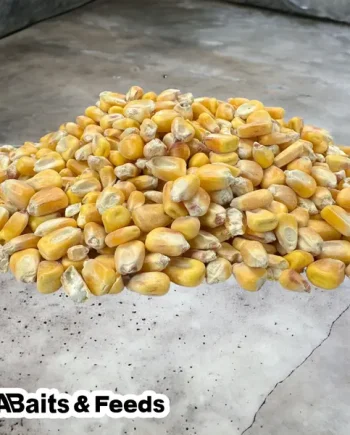 Yellow Maize
