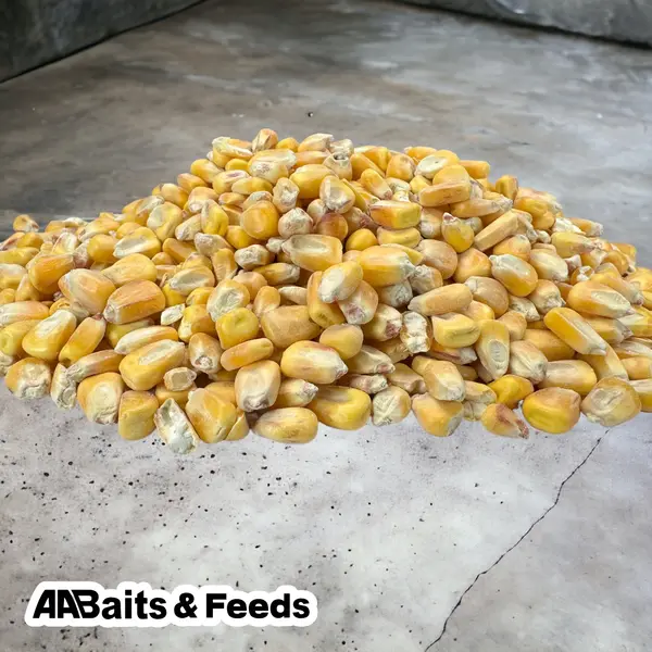 Yellow Maize