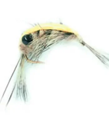 10 BEETLES, BUGS & SHRIMPS